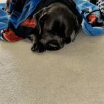 Mt. Comfort Animal Hospital