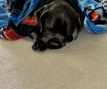 Mt. Comfort Animal Hospital