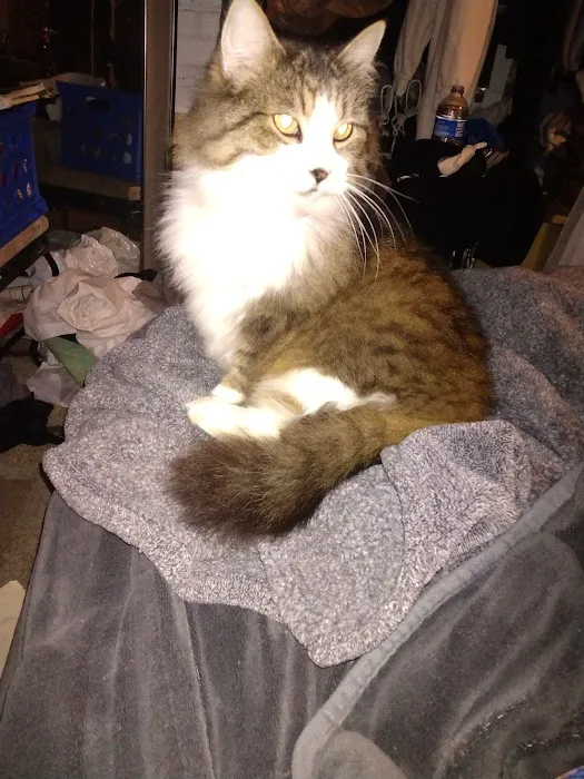 Pat's Pet Clinic Picture 7
