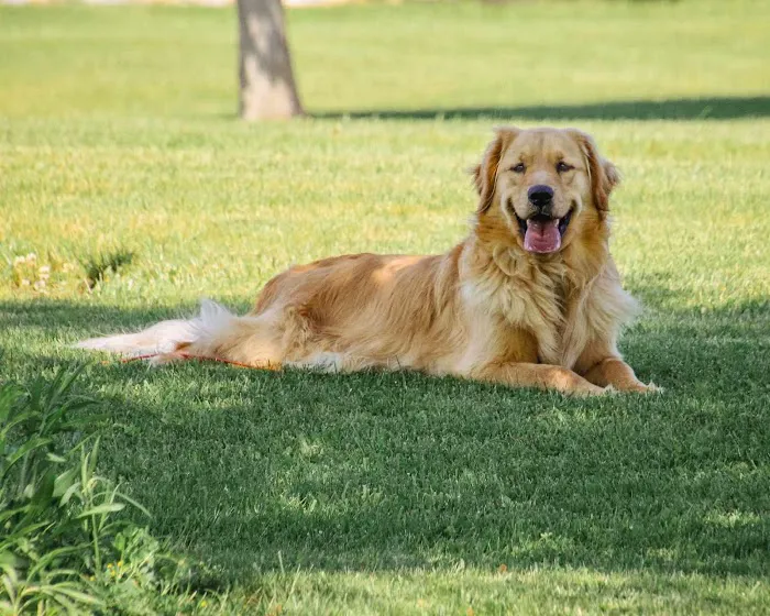 Pat's Pet Clinic Picture 5