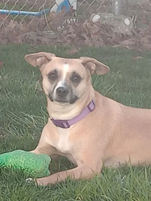 Pat's Pet Clinic Picture 4
