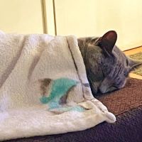 Pat's Pet Clinic ico