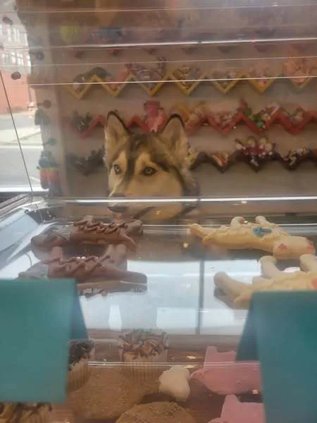Downtown Dog Picture 3