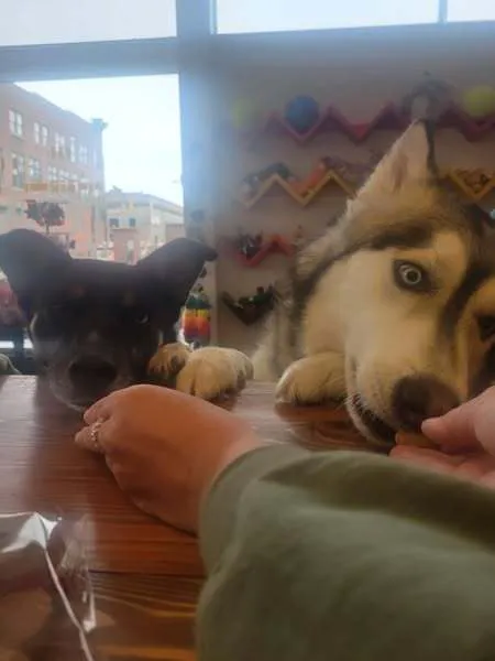 Downtown Dog Picture 1