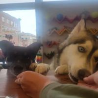 Downtown Dog ico