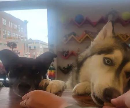 Downtown Dog
