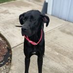 Country Acre Animal Clinic Inc