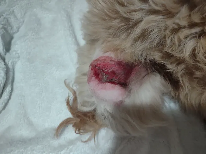 Country Acre Animal Clinic Inc Picture 3