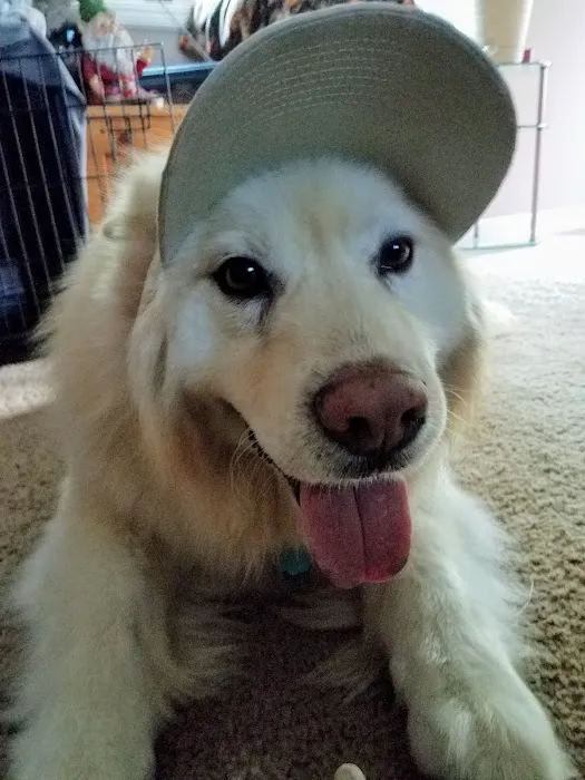 Town & Country Animal Hospital Picture 9