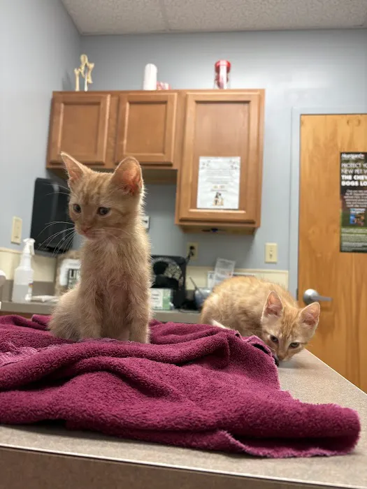 Town & Country Animal Hospital Picture 1