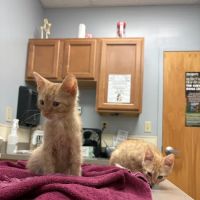 Town & Country Animal Hospital ico