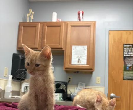 Town & Country Animal Hospital