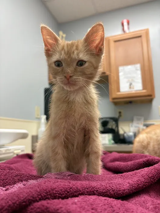 Town & Country Animal Hospital Picture 6