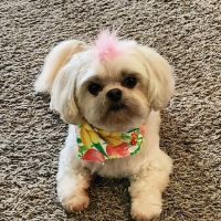PetVet Vaccination Clinic ico