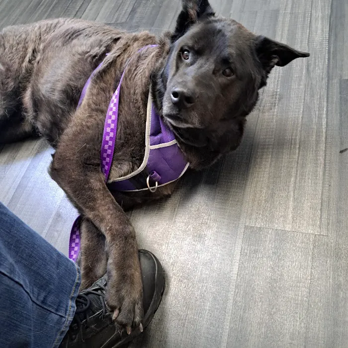 Lynn Veterinary Hospital Picture 5