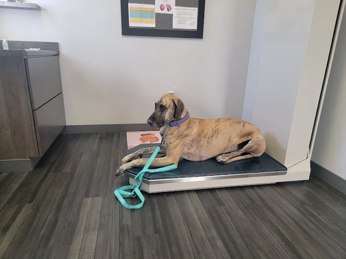 Lynn Veterinary Hospital Picture 1