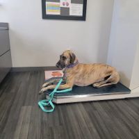 Lynn Veterinary Hospital ico