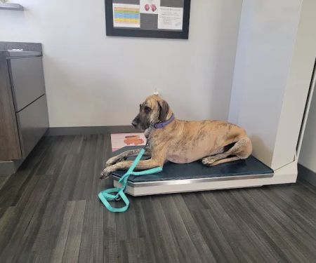 Lynn Veterinary Hospital