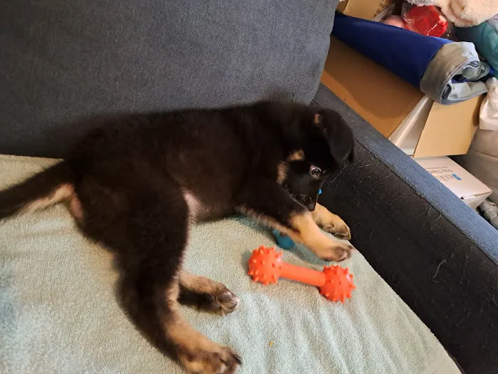 Banfield Pet Hospital Picture 4