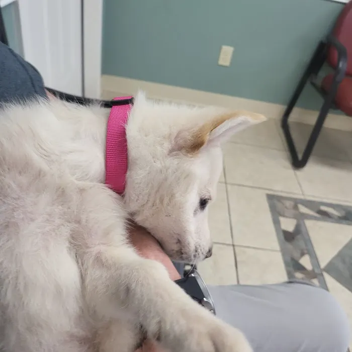 Animal Clinic The Picture 5