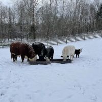 Animal Clinic The ico