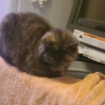 Mill Creek Veterinary Center