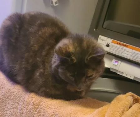 Mill Creek Veterinary Center