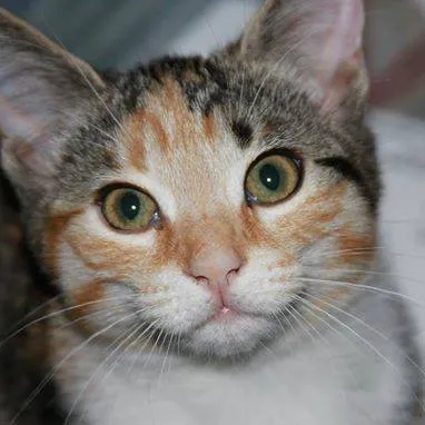 Mill Creek Veterinary Center Picture 8