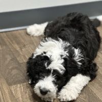 Warrick Veterinary Clinic - Boonville ico