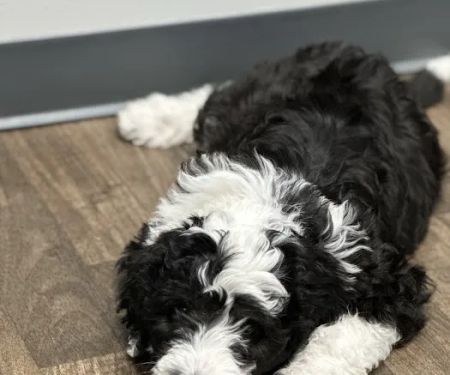 Warrick Veterinary Clinic - Boonville