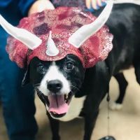 Ohio County Animal Clinic PLLC ico