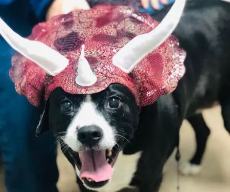 Ohio County Animal Clinic PLLC