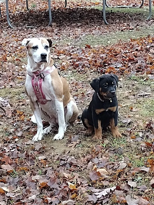 Ohio County Animal Clinic PLLC Picture 4