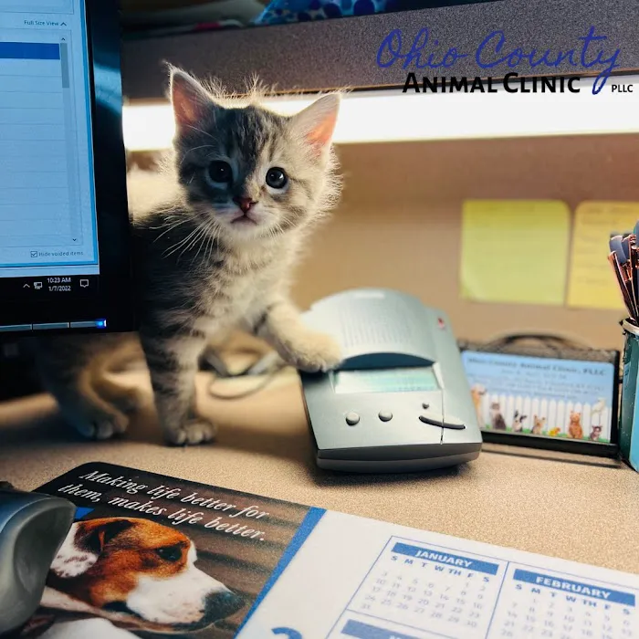 Ohio County Animal Clinic PLLC Picture 8