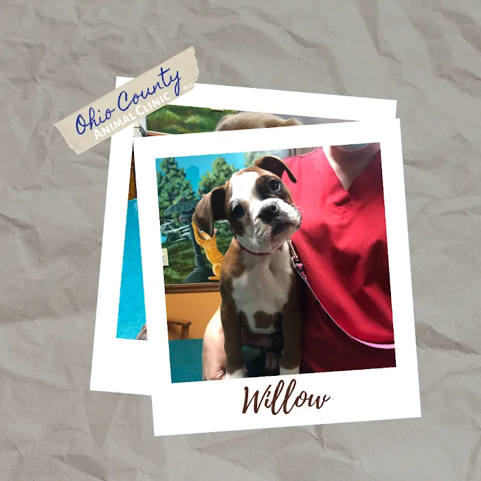 Ohio County Animal Clinic PLLC Picture 3