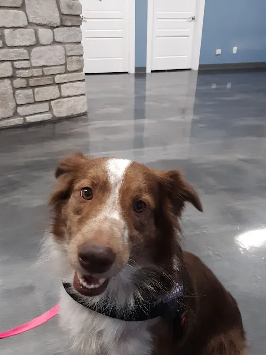 All Breed Pet Care LLC Picture 2