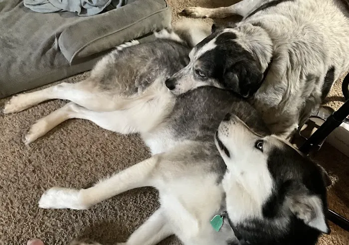 All Breed Pet Care LLC Picture 10