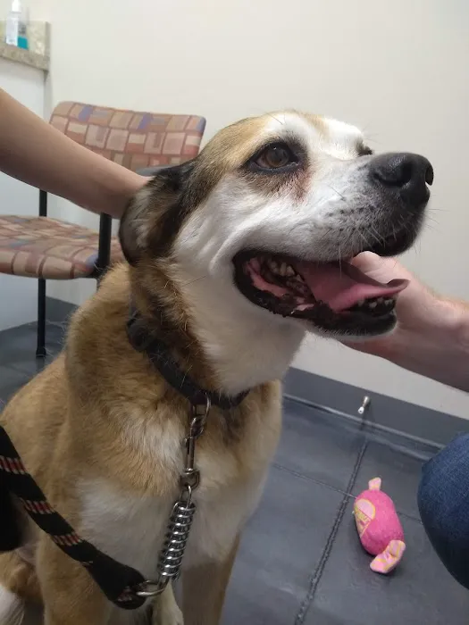 All Breed Pet Care LLC Picture 7
