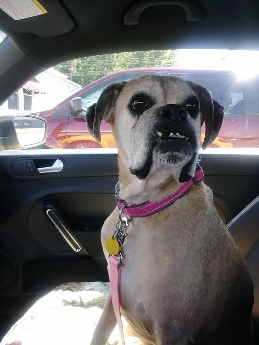 All Breed Pet Care LLC Picture 1