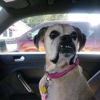 All Breed Pet Care LLC ico