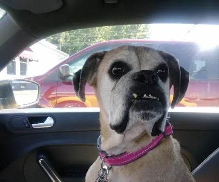 All Breed Pet Care LLC