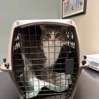 Pike Veterinary Services ico