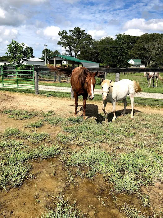Southern Equine Veterinary Services Picture 8