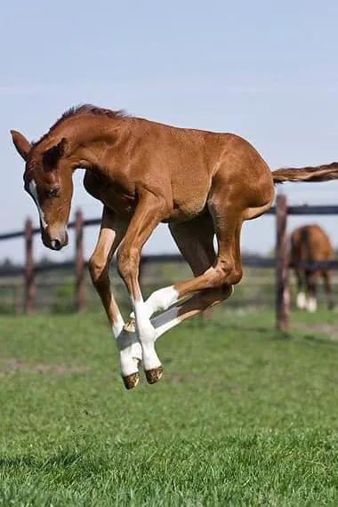 Southern Equine Veterinary Services Picture 3