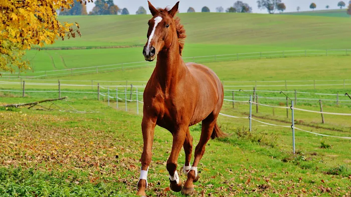 Southern Equine Veterinary Services Picture 5