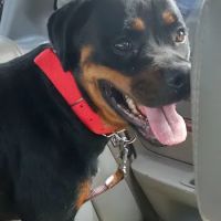 Doyle Veterinary Center, PLLC ico