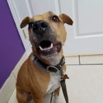 Veterinary Medical Center