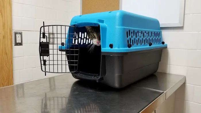 Town & Country Veterinary Clinic Picture 7