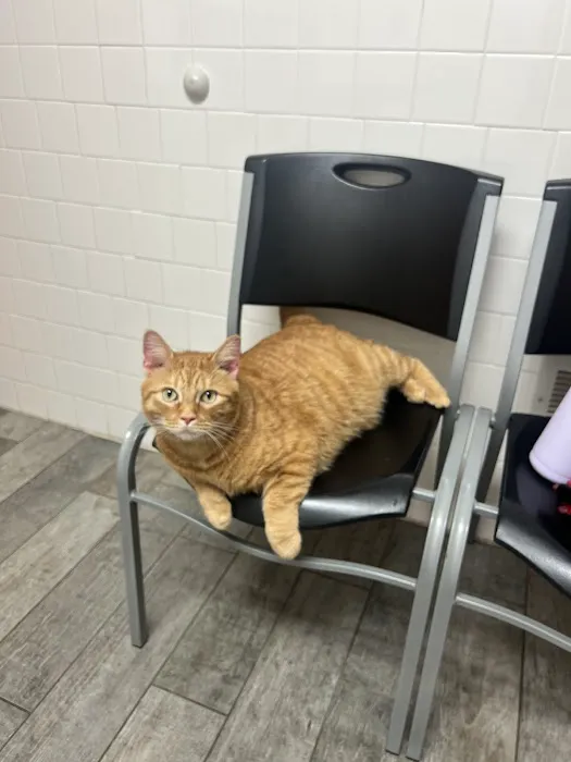 Town & Country Veterinary Clinic Picture 10