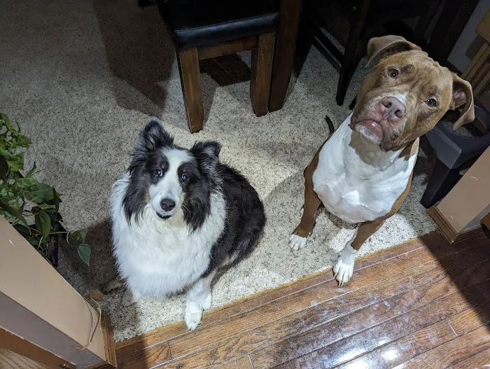Town & Country Veterinary Clinic Picture 3
